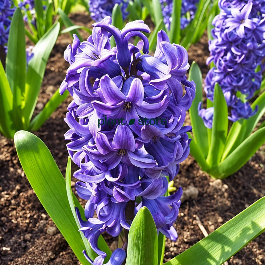 Hyacinth - Aqua Flower Bulbs (Imported)