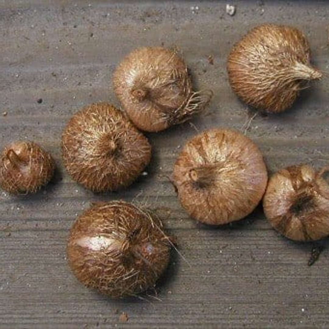 Tritonia Flowering Bulbs (Mix Colours)
