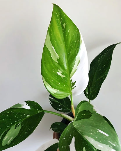 Philodendron White Princess