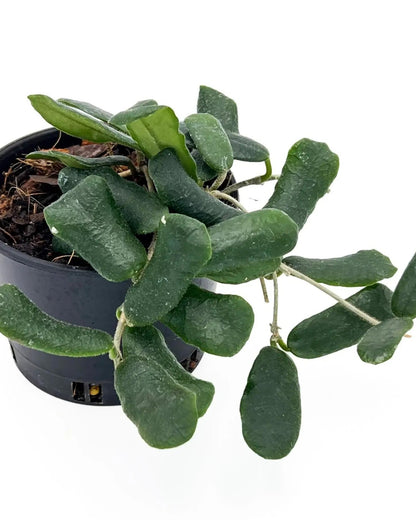 Hoya Rotundiflora - Potted