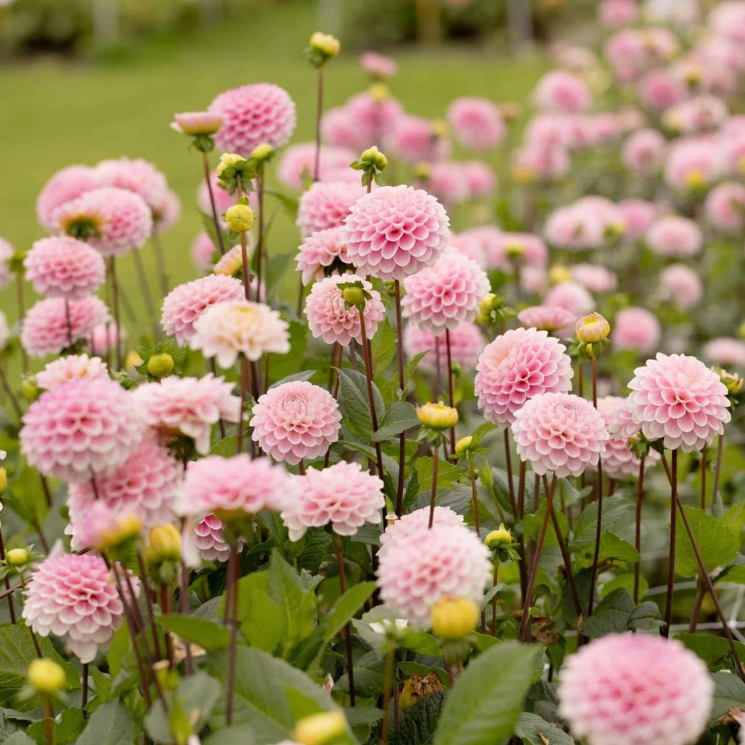 Pom Pom Dahlia (Mix Colour) Bulbs