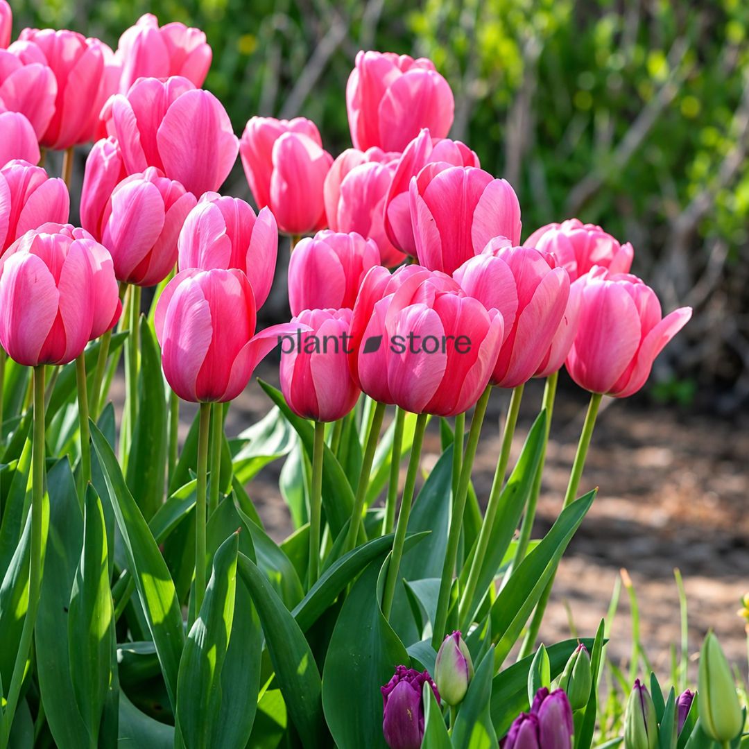 Dutch Tulip Big Love Flowering Bulbs (Netherland Imported)