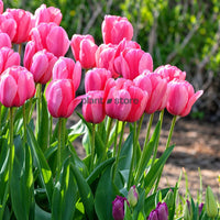Dutch Tulip Big Love Flowering Bulbs (Netherland Imported)