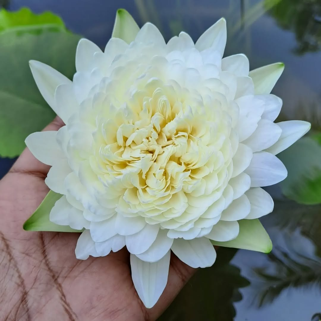 Thailand Diamond Tropical Waterlily