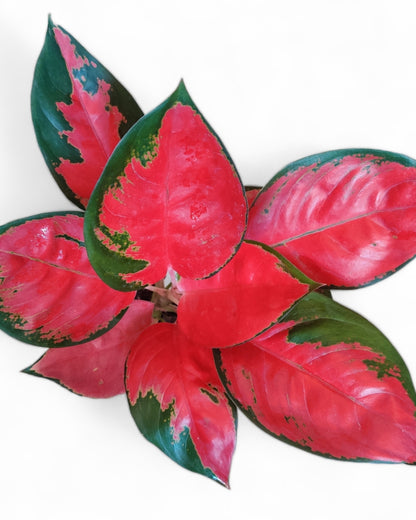 Aglaonema Thai Pink Beauty