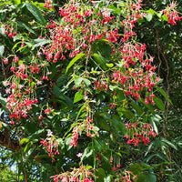 Madhu Malti Double Petal Flowering Plant