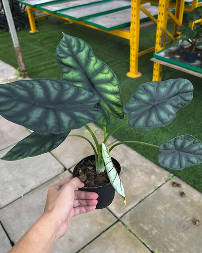 Alocasia Dragon Scale