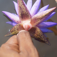 Blue Whistle Tropical Waterlily