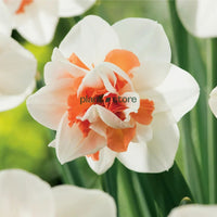 Daffodils - Replete Double Petal (Imported)