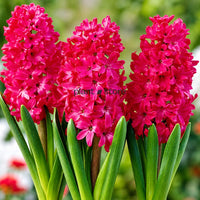 Hyacinth - Jan Bos Flower Bulbs (Imported)