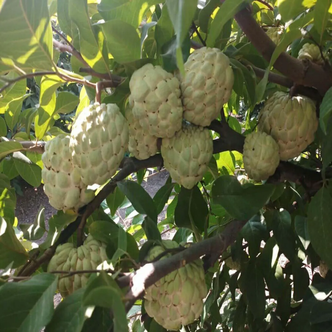 Golden Custard Apple Grafted Tree