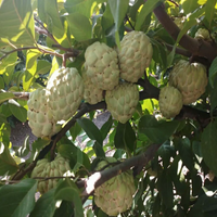 Golden Custard Apple Grafted Tree
