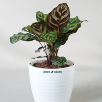 Tropical Calathea Trio