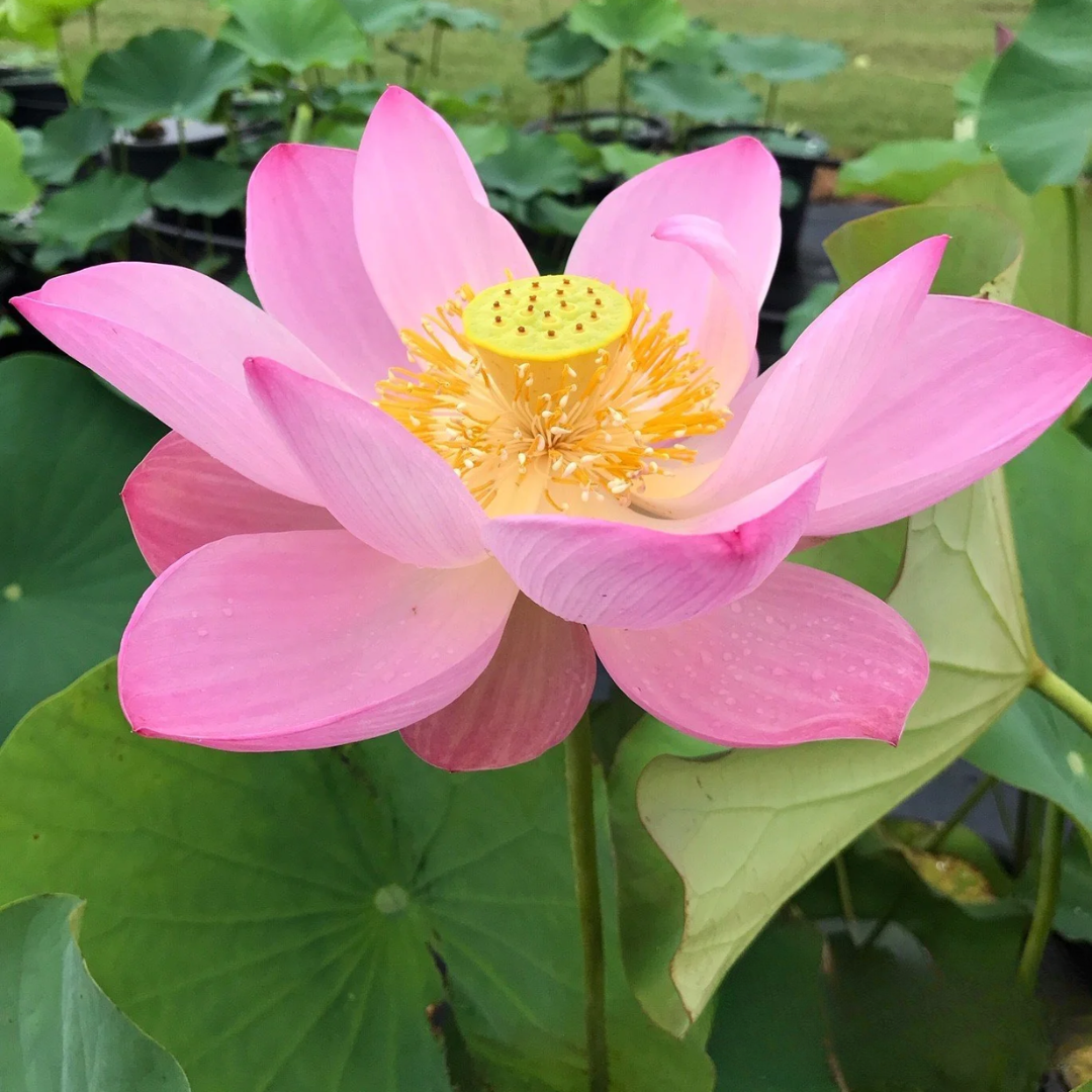 Yaochi Lotus Tuber