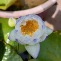 Purple Tip Mimmutabilis Australian Waterlily