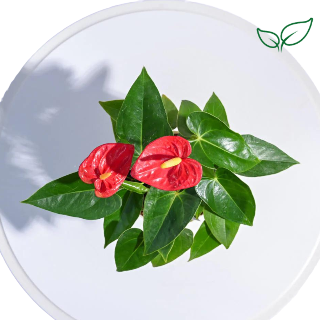 Anthurium Red Flowering Plant