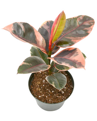 Ruby Pink Ficus Elastica - Rubber Plant - plant store® 