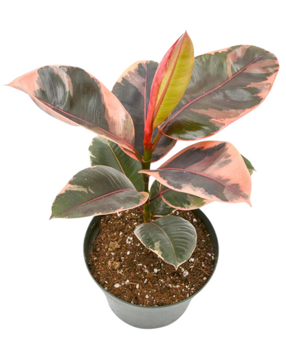 Ruby Pink Ficus Elastica - Rubber Plant