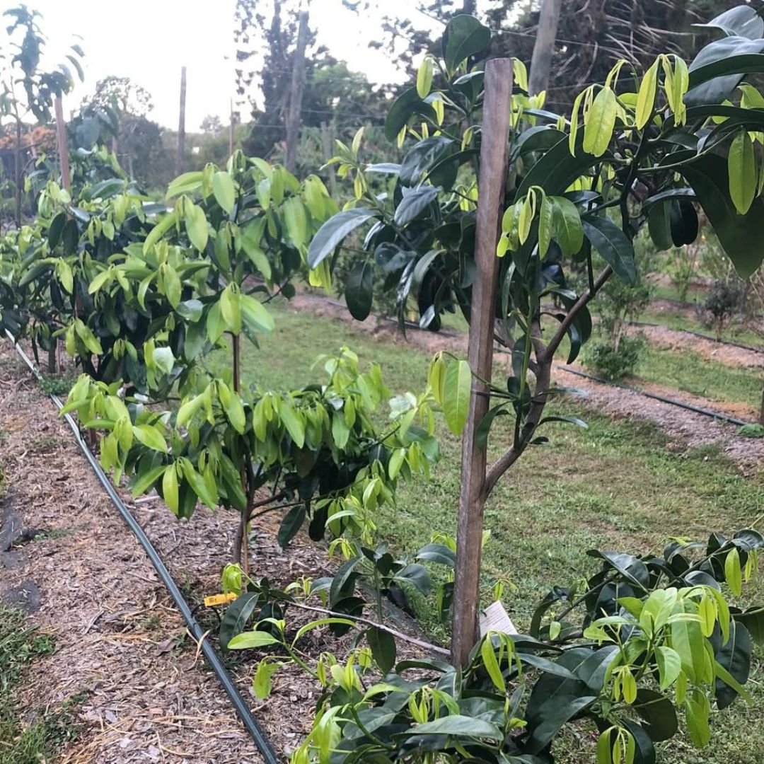 Purple Mangosteen Grafted Tree