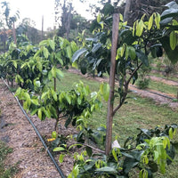 Purple Mangosteen Grafted Tree