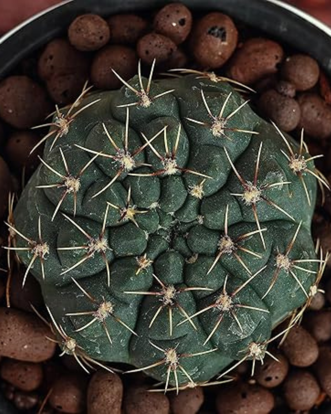 Gymnocalycium Baldianum Cactus Plant (Plant it Yourself) Bare Rooted