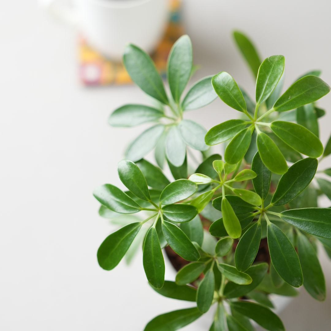 Schefflera Green Plant with Pot