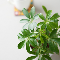 Schefflera Green Plant with Pot