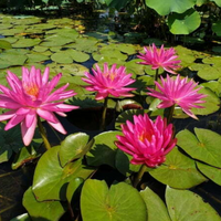 Pink Silk Waterlily