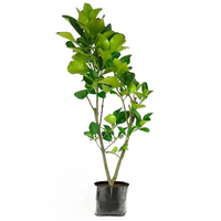 Red Jambura Pomelo Grafted Tree
