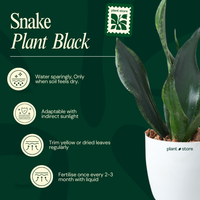 Snake Plant - Black