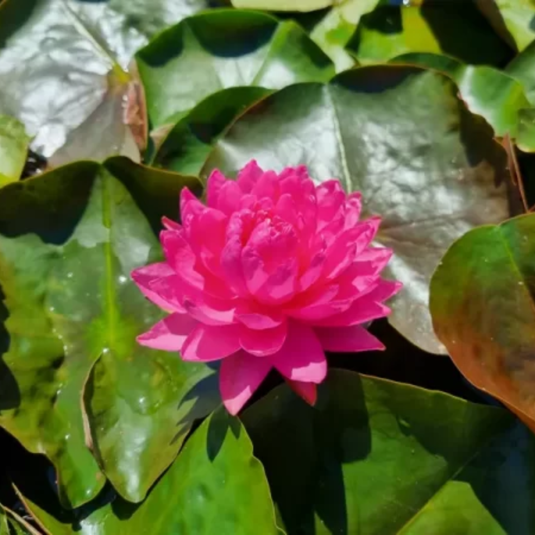 Manickam Hardy Waterlily
