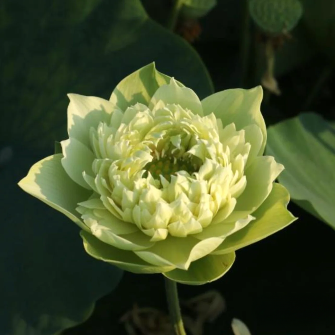 Morning Fog Lotus Tuber