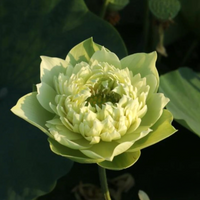 Morning Fog Lotus Tuber