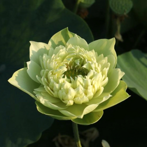 Morning Fog Lotus Tuber