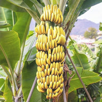 G9 Banana Tree