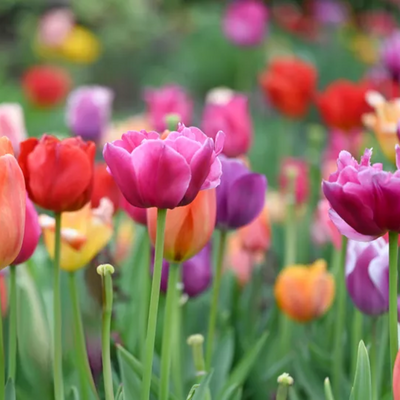 Dutch Tulip Bulbs - Mix Colours (Netherland Imported)