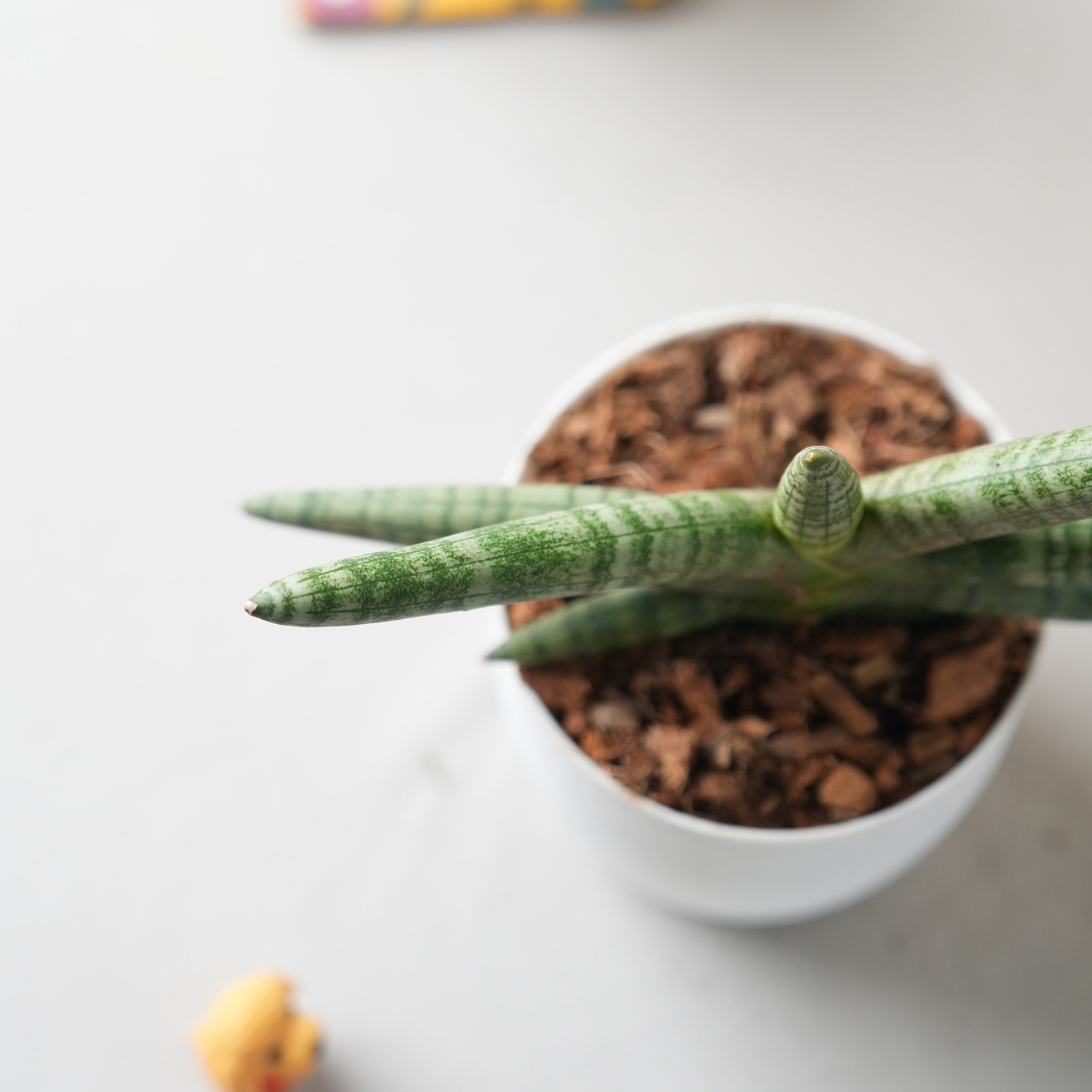 Sansevieria Cylindrica 'Boncel'