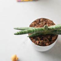 Sansevieria Cylindrica 'Boncel'