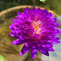 Anchan 1 Tropical Waterlily