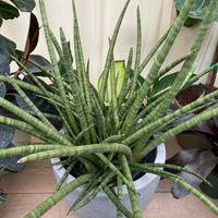 Sansevieria Fernwood (Potted)