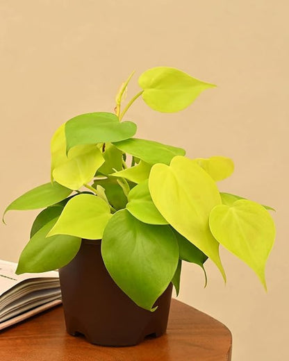 Philodendron Oxycardium Golden