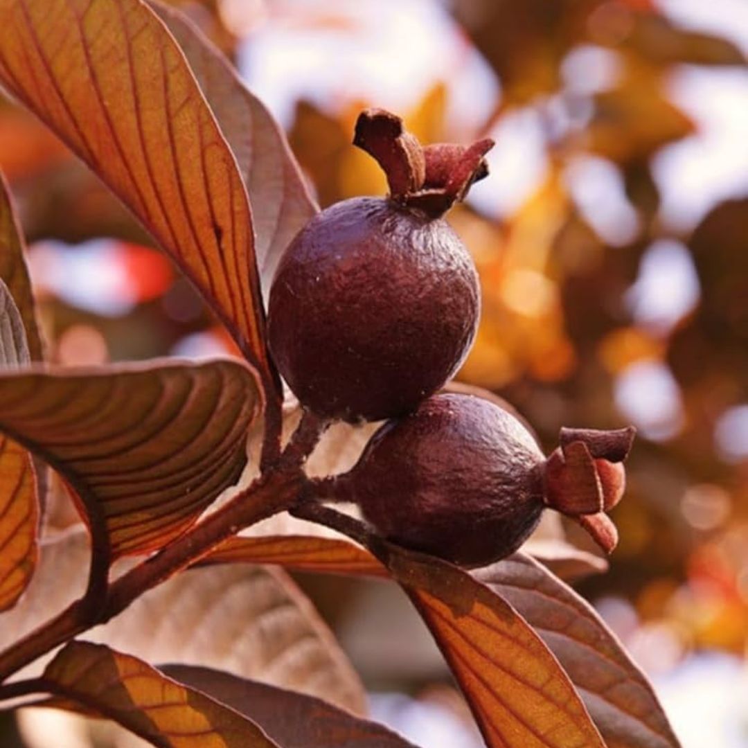 Red Guava Grafted Tree