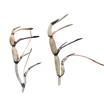 Assorted Lotus Tubers – Bundle of 5 Unique Varieties