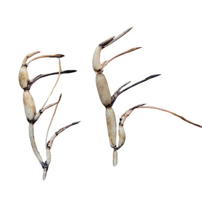 Assorted Lotus Tubers – Bundle of 5 Unique Varieties