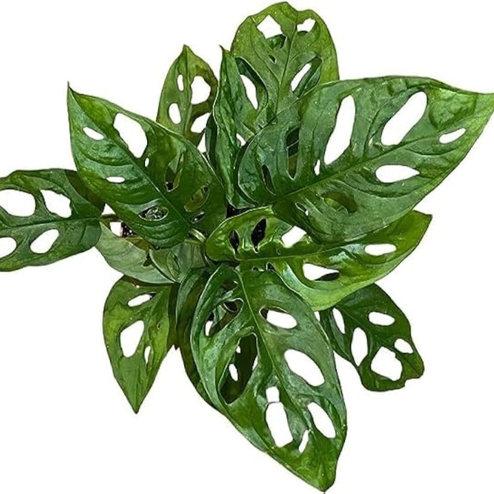 Monstera Adansonii, Swiss Cheese Vine - plant store® 