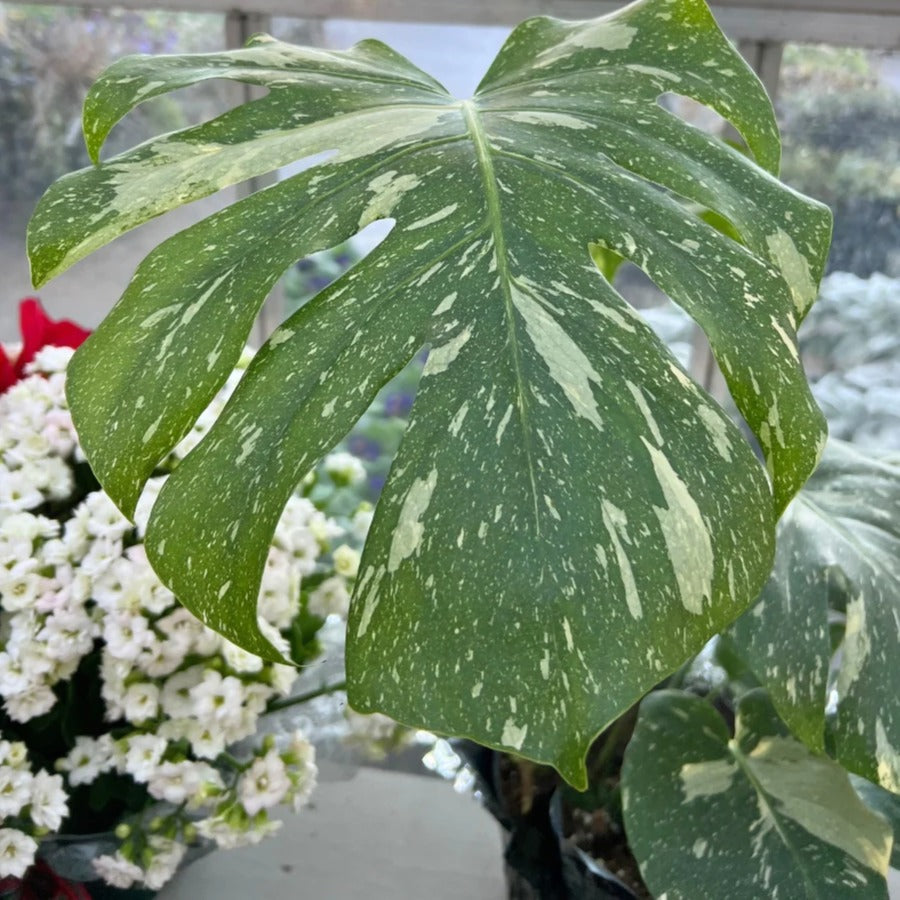 Monstera 'Thai Constellation' - plant store® 