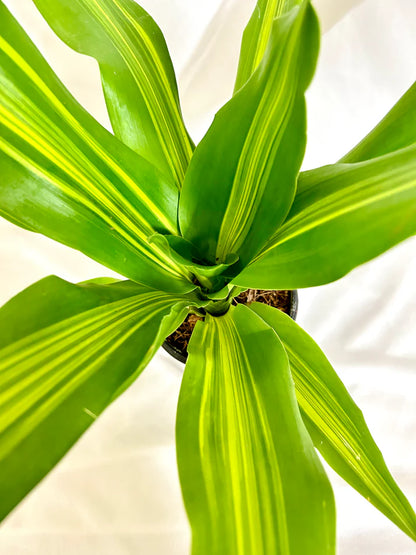 Dracaena Dara Singh Plant