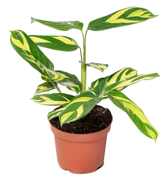 Calathea Golden Mosaic