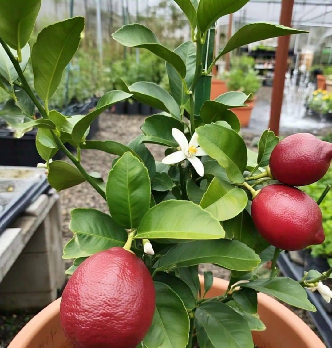 Red Pati Lemon (Nimbu) Grafted Tree