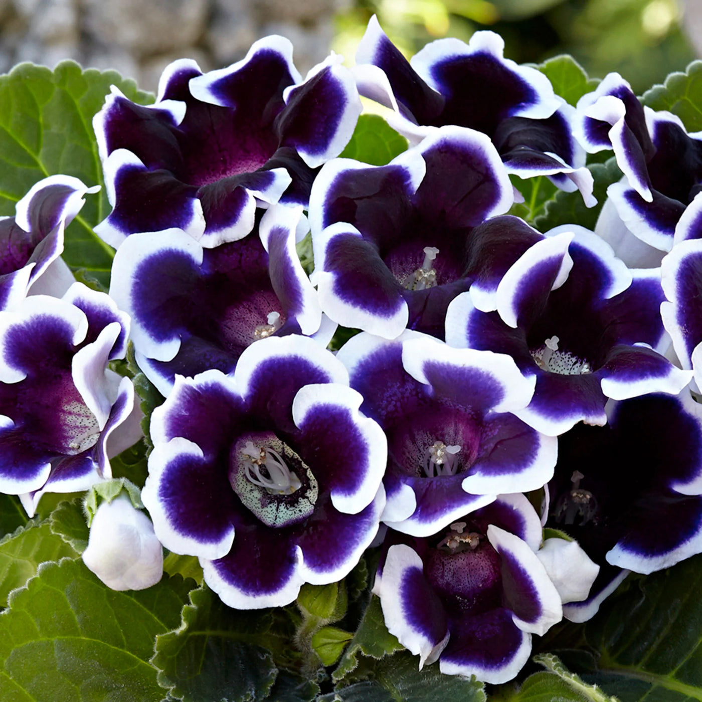 Gloxinia Double Petal (Mix Colour) Bulbs